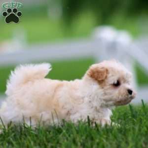 Mia, Maltese Mix Puppy