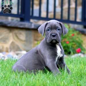 Mia, Cane Corso Puppy