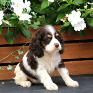 Mia, Cocker Spaniel Puppy
