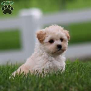 Mia, Maltese Mix Puppy