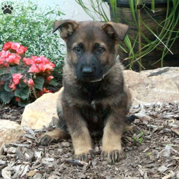 Micah, German Shepherd Puppy