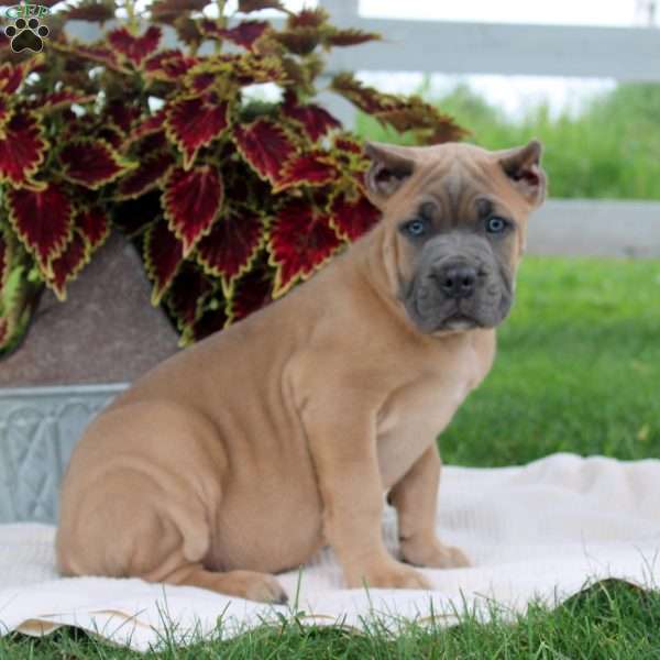 Micah, Cane Corso Puppy