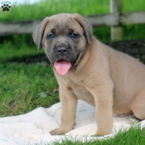 Micah, Cane Corso Puppy