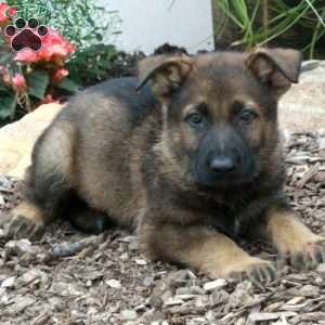 Micah, German Shepherd Puppy
