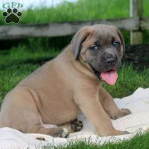 Micah, Cane Corso Puppy