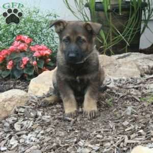 Micah, German Shepherd Puppy