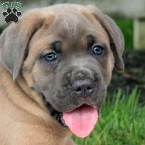 Micah, Cane Corso Puppy