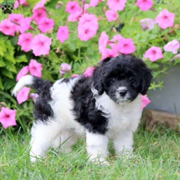 Micah, Cavapoo Puppy