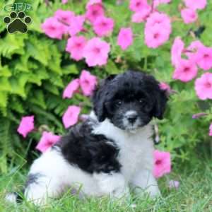 Micah, Cavapoo Puppy