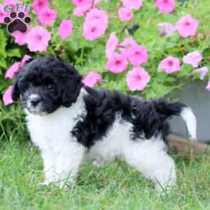 Micah, Cavapoo Puppy