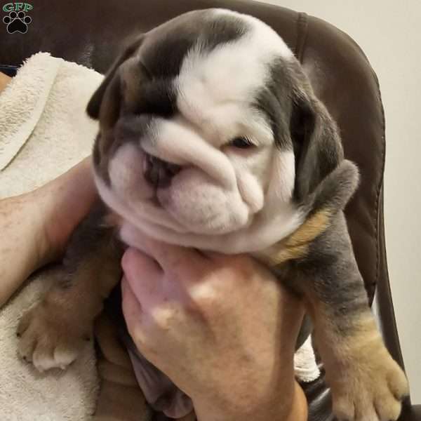Mick, English Bulldog Puppy