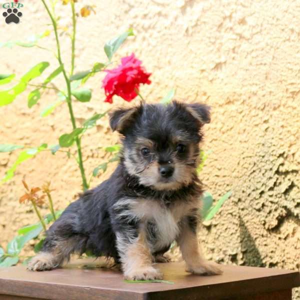 Mickey, Yorkie Puppy