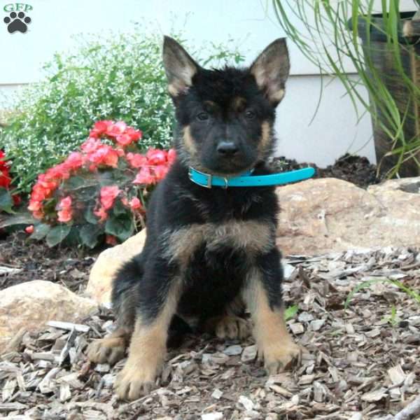 Mickey, German Shepherd Puppy