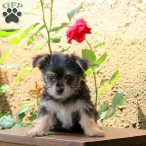 Mickey, Yorkie Puppy