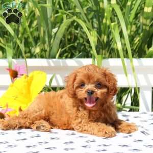 Mickey, Cavapoo Puppy