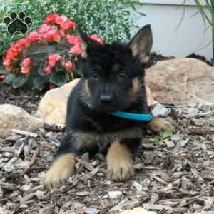 Mickey, German Shepherd Puppy