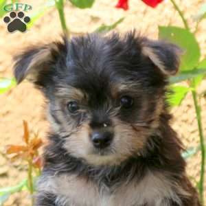 Mickey, Yorkie Puppy