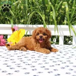 Mickey, Cavapoo Puppy