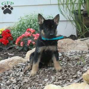 Mickey, German Shepherd Puppy