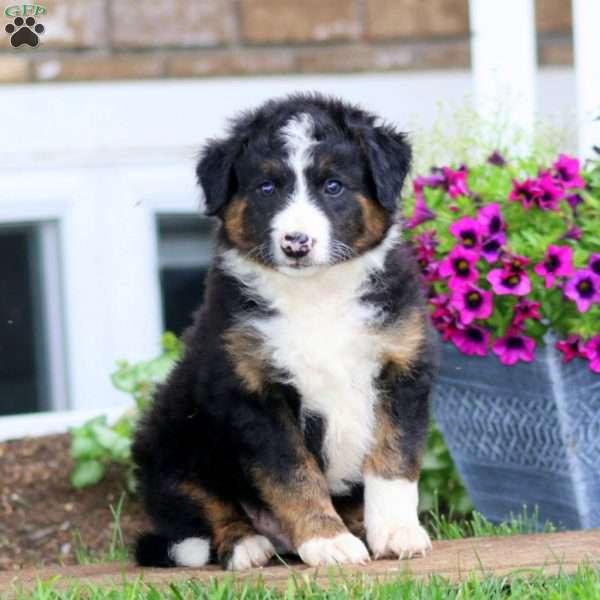 Mickey, Bernese Mountain Dog Mix Puppy