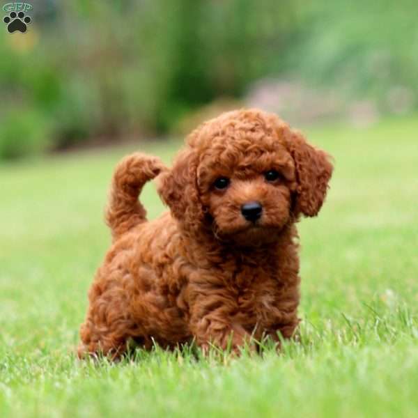 Mickey, Toy Poodle Puppy