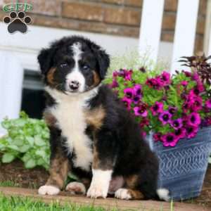 Mickey, Bernese Mountain Dog Mix Puppy