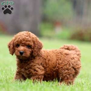 Mickey, Toy Poodle Puppy