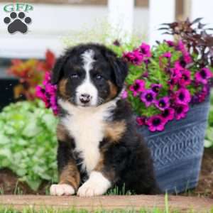 Mickey, Bernese Mountain Dog Mix Puppy