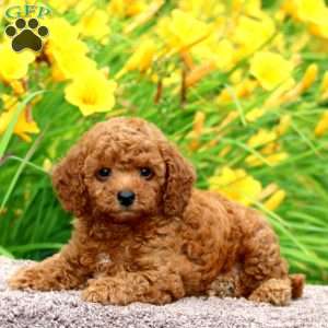 Mickey, Toy Poodle Puppy