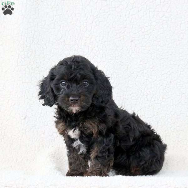 Midnight, Cavapoo Puppy