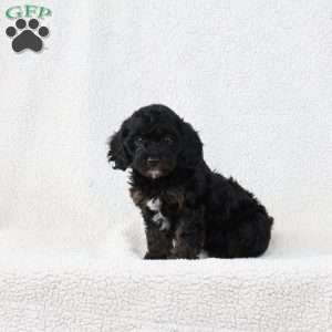 Midnight, Cavapoo Puppy