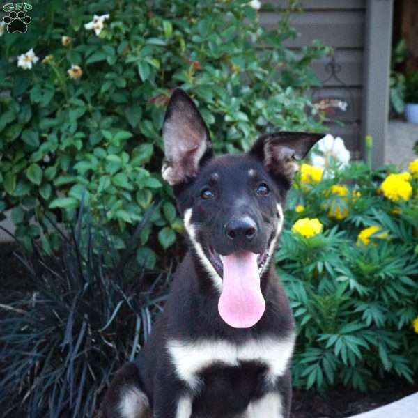 Midnight, German Shepherd Puppy
