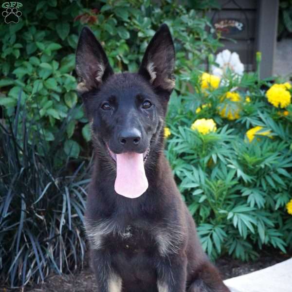 Mika, German Shepherd Puppy