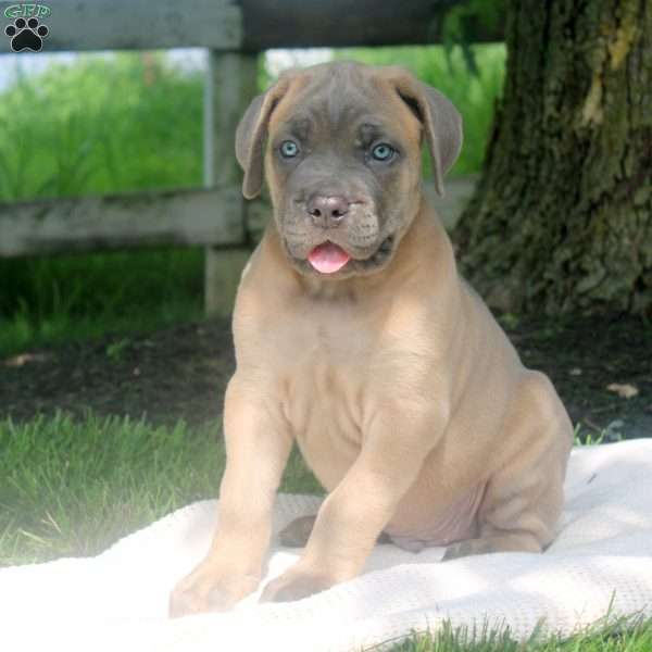 Mike, Cane Corso Puppy