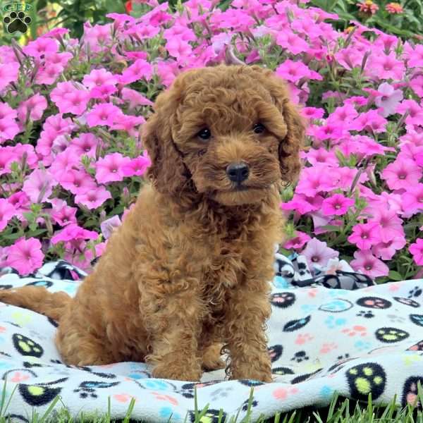 Mike, Cockapoo Puppy