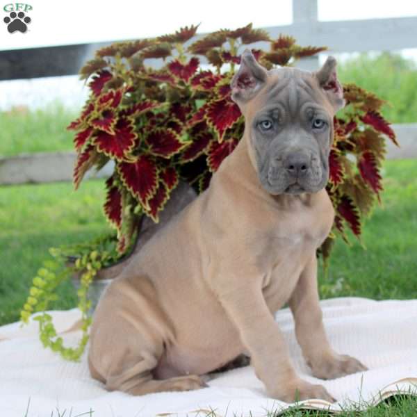 Mike, Cane Corso Puppy