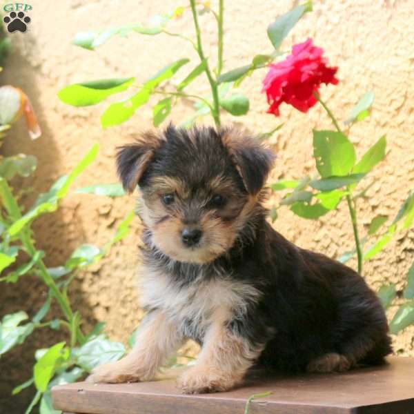 Mike, Yorkie Puppy
