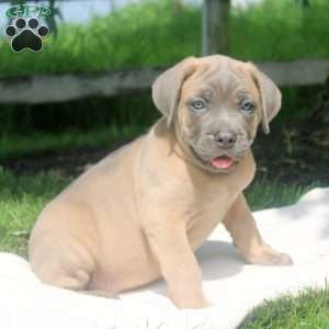 Mike, Cane Corso Puppy