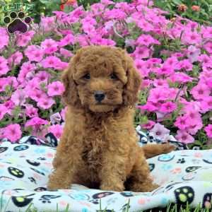 Mike, Cockapoo Puppy