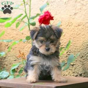 Mike, Yorkie Puppy