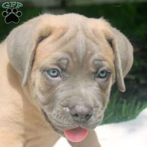 Mike, Cane Corso Puppy