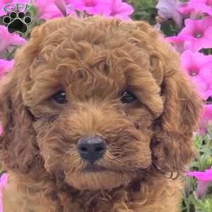 Mike, Cockapoo Puppy