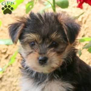 Mike, Yorkie Puppy