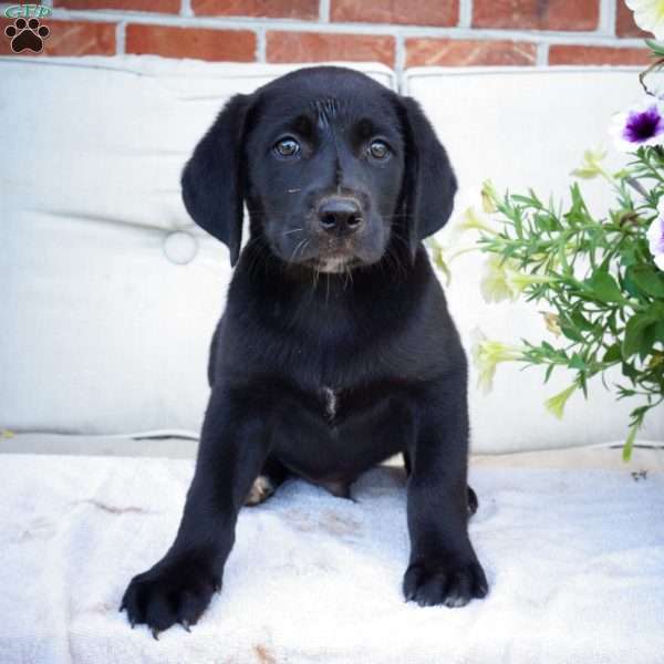 Mikey, Black Labrador Retriever Puppy