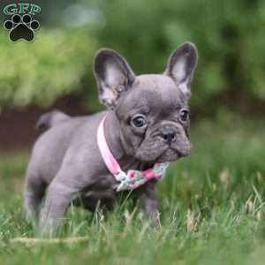 Mildred, Frenchton Puppy