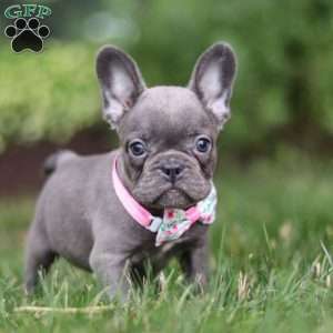 Mildred, Frenchton Puppy
