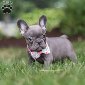 Mildred, Frenchton Puppy