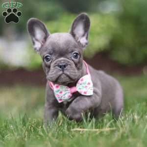 Mildred, Frenchton Puppy