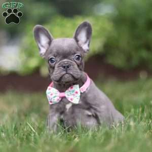 Mildred, Frenchton Puppy