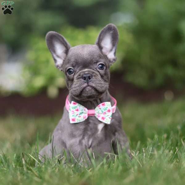 Mildred, Frenchton Puppy